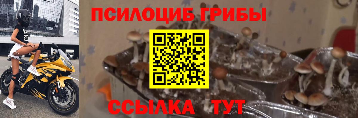 Псилоцибиновые грибы мухоморы  Галлюциногенные грибы Magic Shrooms  Шадринск  Вход с VPN 